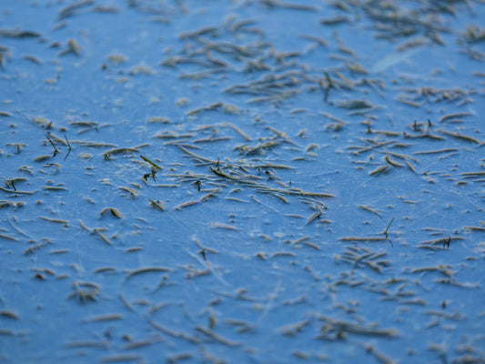 Blue water surface scattered with algae strands, representing natural elements related to salmon DNA benefits discussed in Richmond Hill.