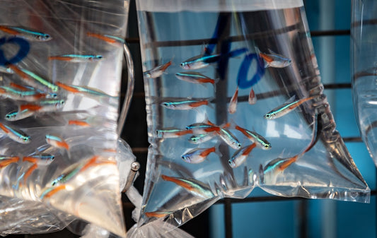 Bags of small fish, possibly indicating genetic sourcing, hanging in a market setting; relevant to salmon DNA treatments in Vaughan.